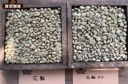 西达摩是哪个洲的产区 花魁福彩3d字谜图迷总汇九
豆是什么豆种有什么风味特点