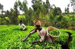 肯尼亚向茶农发放216亿先令的茶叶奖金 肯尼亚最大的茶产区产量比去年下降了14%