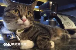 台湾流离猫成“bob手机版网页体育西点咖啡店长” 萌样惹人爱