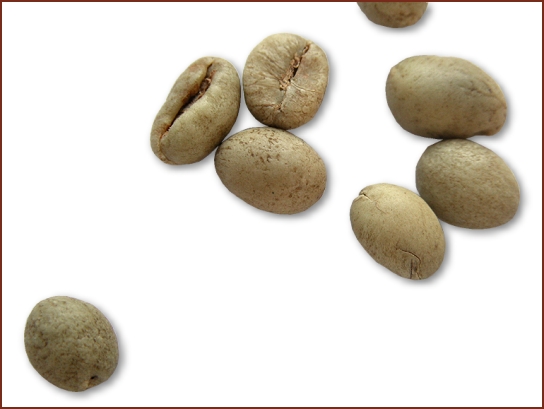 精品咖啡常识 爪哇中粒咖啡豆图片