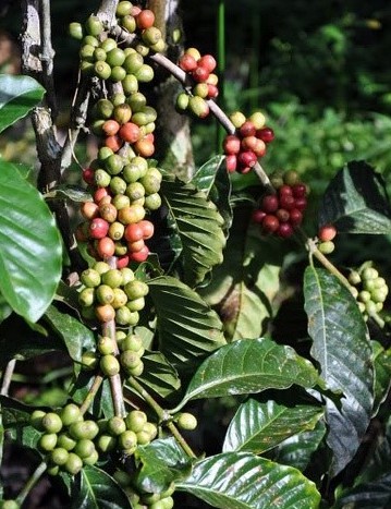 世界顶级精品咖啡豆 著名的猫屎咖啡
