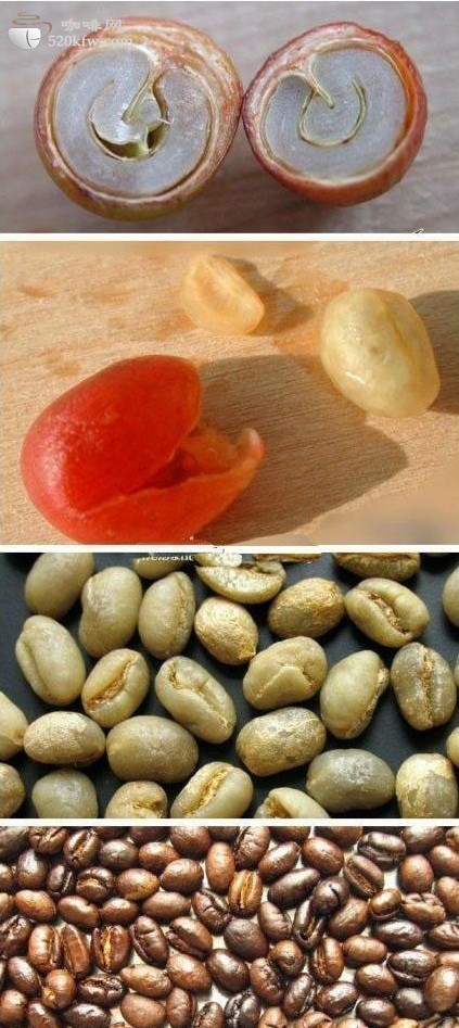 精品咖啡常识咖啡豆中的小圆豆