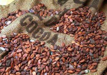 哥伦比亚咖啡 高产量的优质咖啡豆