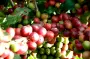 耶加雪菲福彩3d字谜图迷总汇九
豆品种是什么 耶加雪菲产地风味特点介绍