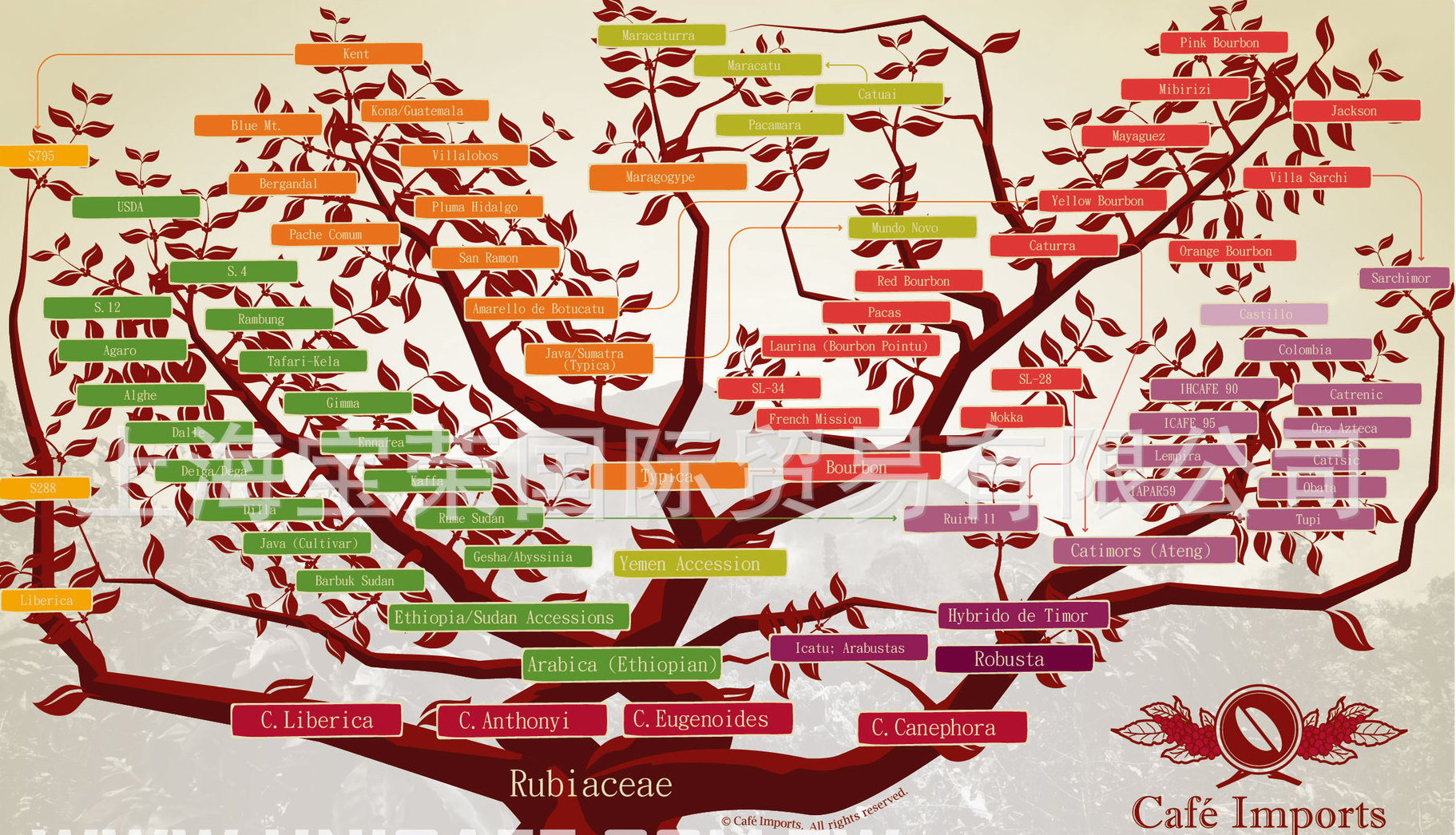 咖啡家族树中文版与英文版 两张图详细了解咖啡品种体系