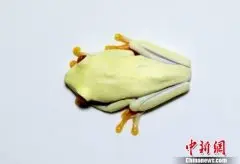 北京从美入境邮包截获活体树蛙:申报为＂bob手机版网页体育西点咖啡和茶＂