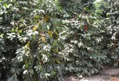 危地马拉安提瓜bob手机版网页体育西点咖啡产区有个80余年的汗青的哥伦比亚庄园