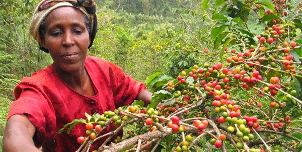 1878年,英国人使咖啡登陆非洲,19世纪在肯尼亚(kenya)建立咖啡种植