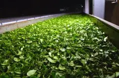 红茶制作技术的发酵过程视频 红茶制作方法萎调过程图解
