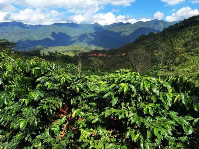 海南60年代开始大面积种植咖啡,至80年代初达到20多 万亩的种植量.