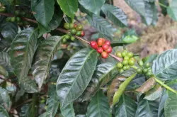 什么是geisha咖啡？巴拿马瑰夏咖啡豆品种风味发现的前世今生。