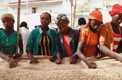 埃塞俄比亚咖啡豆｜沃卡合作社精品咖啡豆风味描述_合作社咖啡豆生产模式是什么？