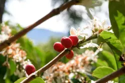 瑰夏咖啡豆等级区别—翡翠庄园红标瑰夏和绿标瑰夏最大区别是什么