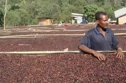 埃塞俄比亚咖啡豆等级介绍，为什么埃塞俄比亚咖啡豆大小不一？