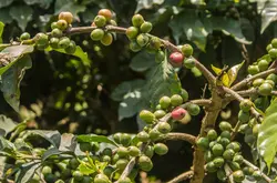 肯尼亚产区手冲咖啡豆口感特点描述 影响肯尼亚SL28sl34咖啡品种风味原因