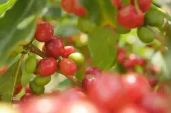 坦桑尼亚咖啡浓郁的风味是什么豆 坦桑尼亚豌豆和扁豆咖啡差异