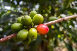 肯尼亚咖啡豆怎么冲好喝？肯尼亚咖啡产区特色风味口感特征
