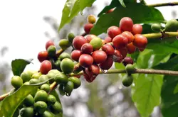 咖啡树是属什么类植物？咖啡豆品种介绍，咖啡树生长结果周期介绍。