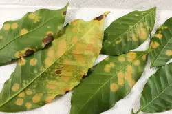 咖啡树容易得什么病？咖啡叶锈病介绍，什么虫子会吃咖啡果？