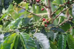 哥伦比亚蕙兰咖啡产区 哥伦比亚咖啡豆历史故事风味口感特描述