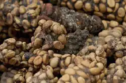 猫屎av毛片的功效与作用 猫屎av毛片豆和普通av毛片豆有什么不同？