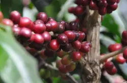 哥伦比亚咖啡产区信息风味特点口感 哥伦比亚咖啡生产者协会FNC简介