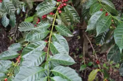 瑰夏是什么咖啡 巴拿马和哥伦比亚的咖啡豆同样是瑰夏吗？