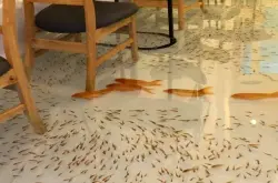 咖啡店地板养满金鱼？！这明明就是公共洗脚池！