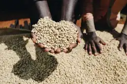埃塞俄比亚咖啡豆风味口感特点 耶加雪菲产区咖啡豆价格贵吗好喝吗