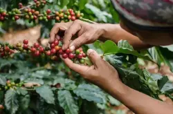 中国99%云南咖啡豆主要产地在哪里 云南小粒咖啡豆哪个品牌整体风味最好