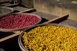 巴西皇后庄园黄波旁咖啡豆风味特点 巴西阿拉比卡精品咖啡豆种植产区
