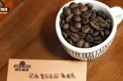 巴西咖啡种类品种文化介绍 巴西红黄波旁咖啡豆风味特点口感描述