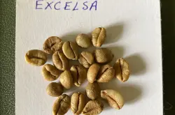 利比里卡品种excelsa咖啡是什么？大果种咖啡风味口感特点