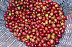 阿拉比卡是什么品种咖啡豆？阿拉比卡咖啡豆风味口感种植海拔介绍