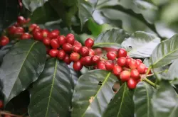 云南咖啡豆的品质特点到底好在哪里？云南咖啡什么档次？