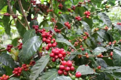 卡杜拉属于阿拉比卡品种吗 卡杜拉咖啡豆特点风味介绍