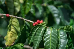 铁皮卡咖啡有什么特点风味口感描述 铁皮卡咖啡豆苦吗