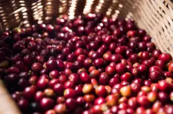 肯尼亚咖啡豆怎么冲 肯尼亚AA咖啡豆品种口感风味特点介绍
