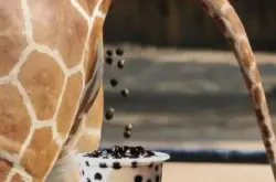广州动物园“粪便版珍珠奶茶”创意引争议！