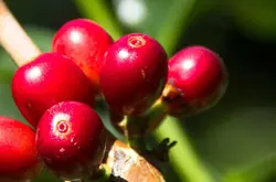 什么是罗布斯塔咖啡豆？阿拉比卡咖啡和罗布斯塔咖啡有什么区别？