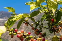咖啡起源于非洲 精品咖啡基础常识 埃塞俄比亚咖啡豆介绍