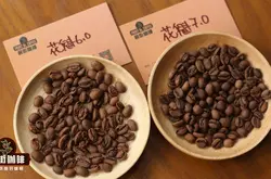西达摩是哪个洲的产区 2023年新产季花魁7.0咖啡豆是什么豆种风味特点好喝吗