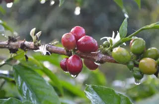 印尼午夜福利视频介绍——爪哇咖啡 印尼阿拉比卡咖啡的产区