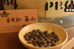 只有日本才能买到真的蓝山咖啡吗？正宗牙买加蓝山咖啡豆是什么