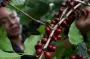 洪都拉斯咖啡产量或将遭受双重打击