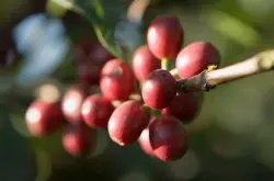 尼泊尔上调咖啡收购价，确保种植者利润并大力发展咖啡产业
