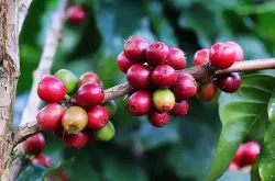 印度尼西亚的五种受欢迎咖啡豆种介绍