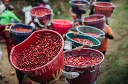 未来咖啡品种有可能专利化？将会对全球咖啡农户产生重大影响