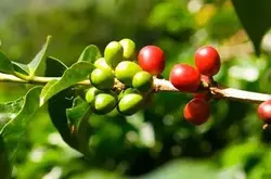 公平贸易组织与Satelligence合作，为响应欧盟法规扩大咖啡生产监测范围