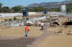中美洲萨尔瓦多咖啡产业是怎么发展起来的？